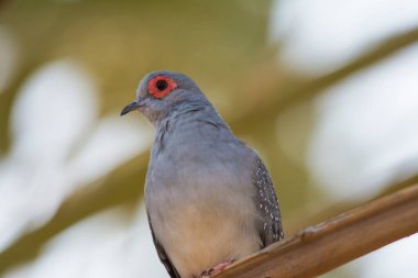 Kırmızı elmas güvercin tek başına oturuyor.
