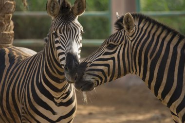 Zebralar hayvanat bahçesinde, yakın çekim
