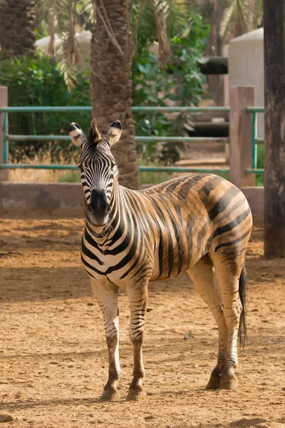 Zeebras Zoo Jeddah — Stock Photo, Image
