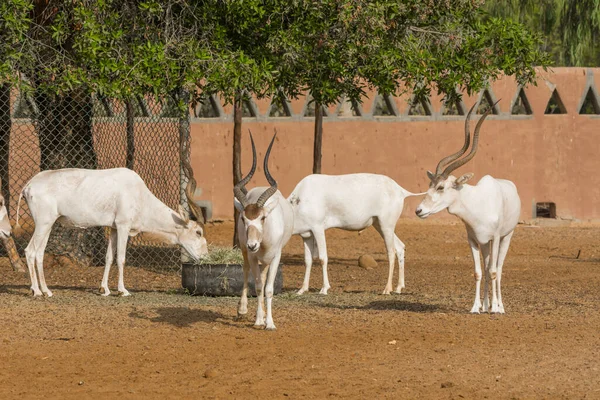 White Antelope Zoo — Stock Photo, Image