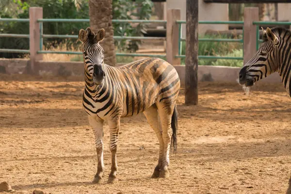 Zeebras Zoo Jeddah — Stock Photo, Image