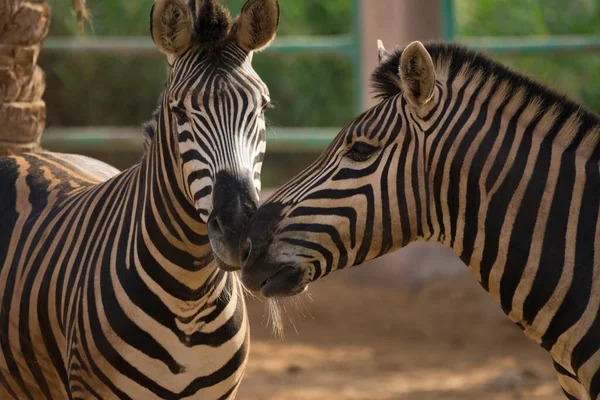 Zeebras Zoo Close Shot — Stock Photo, Image