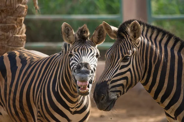 Zeebras Zoo Close Shot — Stock Photo, Image