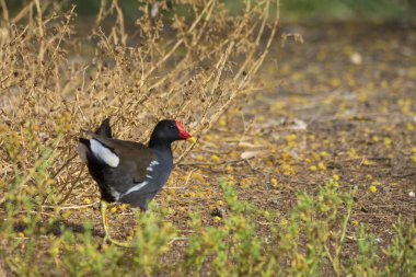 Jeddah 'da yaygın bir moorhen kuşu
