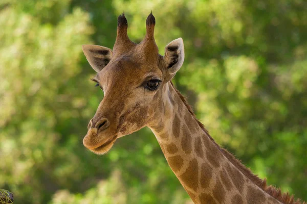 Giraffe Close Shot — Stock Photo, Image