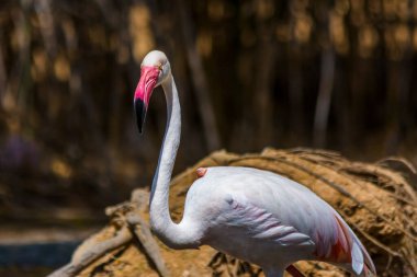 Gölette daha büyük bir flamingo