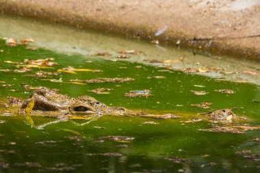 Timsah gözü yakın çekim, sudaki timsah.