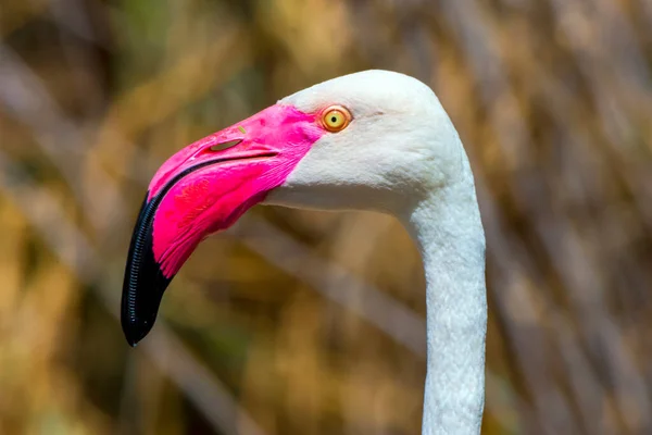 Greater flamingo close up shot