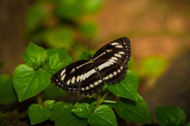 Yaygın yelkenli kelebek görüntüsü