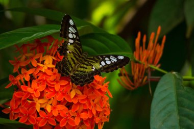 Ixora Coccinea 'da kırpıcı kelebek