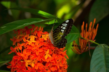 Ixora Coccinea 'da kırpıcı kelebek