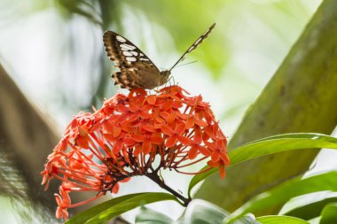 ixora coccinea çiçeğinin üzerindeki kırpıcı kelebek