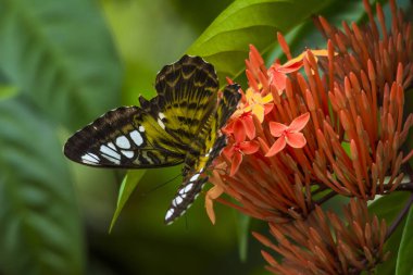ixora coccinea çiçeğinin üzerindeki kırpıcı kelebek