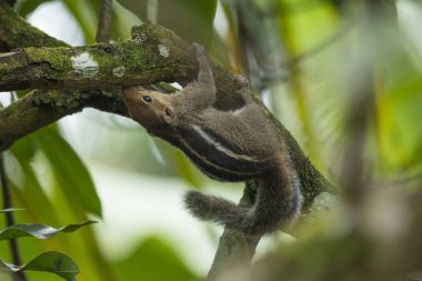 Ağaçtaki sincap resmi