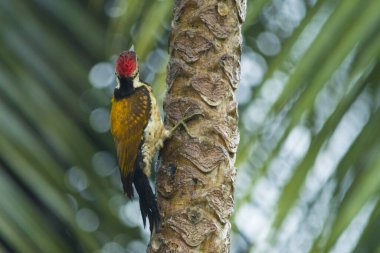Siyah popolu alevli ağaçkakan.