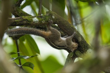 Ağaçtaki sincap resmi