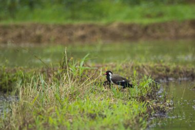 Kerala 'da kırmızı başlıklı kanat