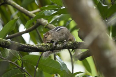 Kerala 'da ağaçtaki sincap.