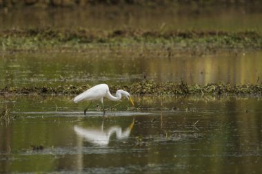 Çiftlik arazisinde beslenen leylekler