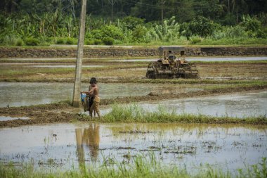 Kerala 'da çeltik tarlası ekimi