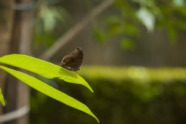 Çikolatalı nonoş kelebek resmi