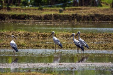 Güney Hindistan, Kerala 'daki çeltik tarlasında Asya açılış faturaları.