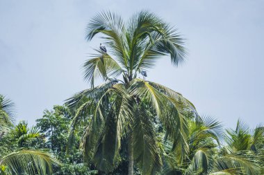 Güney Hindistan 'daki Kerala' da hindistan cevizi ağacında Asya açılışı.