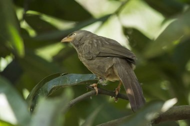 Sarı gagalı geveze resmi