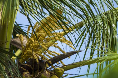 Hindistan cevizi ağacı çiçeği resmi