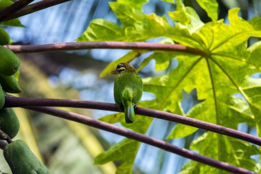 Papaya ağacında beyaz yanaklı barbet