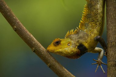 Bukalemun yakın çekim, bulanık arkaplan ile izole