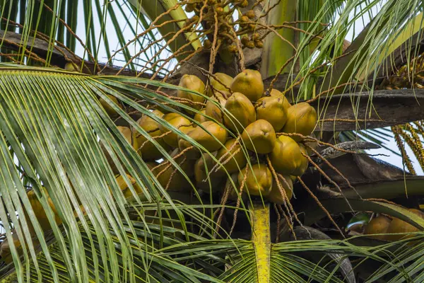 Coconuts on the coconut tree