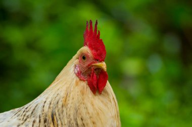 Bulanık yeşil arkaplan ile izole horoz portresi