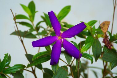 Yeşil yapraklı mor çiçek