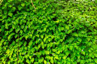 Yağmurdan sonra yeşil yapraklar ve mavi çiçekler