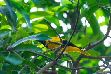 Güney Hindistan, Kerala 'da siyah başlıklı Oriole kuşu.