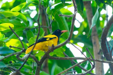 Güney Hindistan, Kerala 'da siyah başlıklı Oriole kuşu.