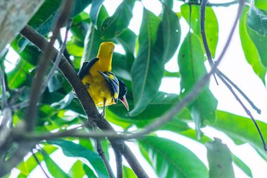 Güney Hindistan, Kerala 'da siyah başlıklı Oriole kuşu.