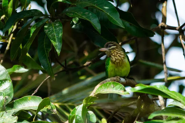 stock image White cheeked barbet on tree