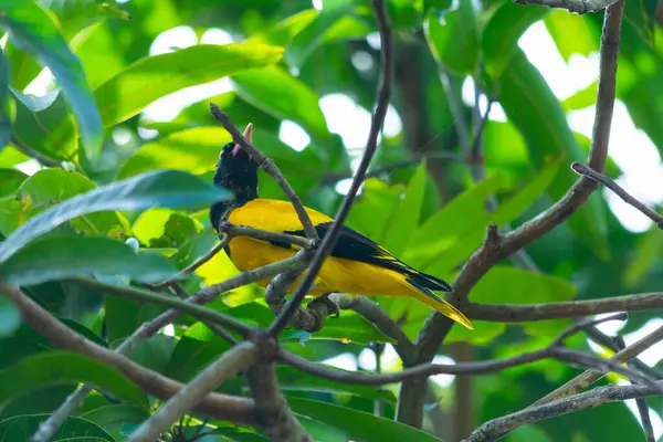 stock image Black hooded oriole bird in Kerala, South India