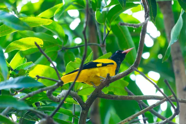 stock image Black hooded oriole bird in Kerala, South India