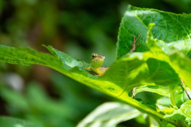 little Chameleon on green leaf  clipart