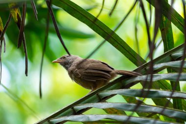 Yellow billed babbler single on the coconut leaf clipart