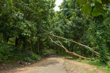 Asurankund barajındaki orman yolu.