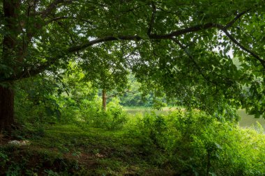Güney Hindistan, Kerala, Trissur bölgesinde bulunan Asurankund barajının güzel manzarası.