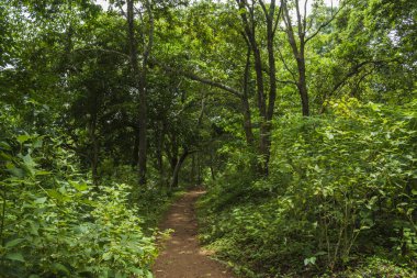 Güney Hindistan, Kerala, Trissur bölgesinde bulunan Asurankund barajındaki orman yolu.
