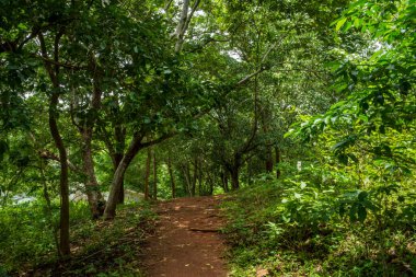 Güney Hindistan, Kerala, Trissur bölgesinde bulunan Asurankund barajındaki orman yolu.
