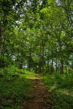 Güney Hindistan, Kerala, Trissur bölgesinde bulunan Asurankund barajındaki orman yolu.