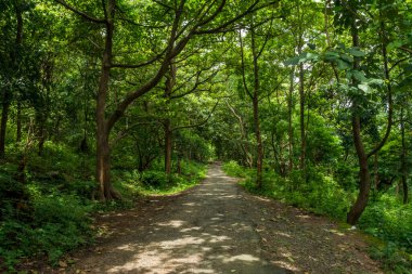 Güney Hindistan, Kerala, Trissur bölgesinde bulunan Asurankund barajındaki orman yolu.