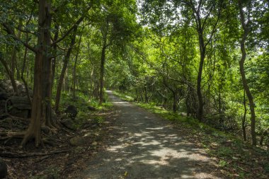 Güney Hindistan, Kerala, Trissur bölgesinde bulunan Asurankund barajındaki orman yolu.